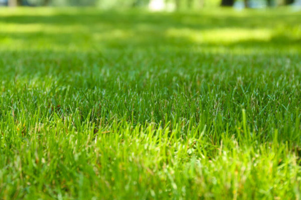 Can Aeration And Overseeding Make My Lawn Thicker?