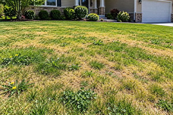 Best Time of Year to Start a Lawn Fertilization Program in Wisconsin